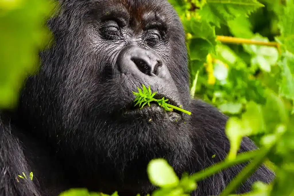 Volcanoes Gorilla Trek 2