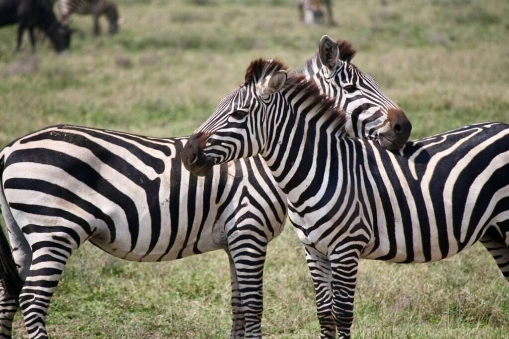 Zebras