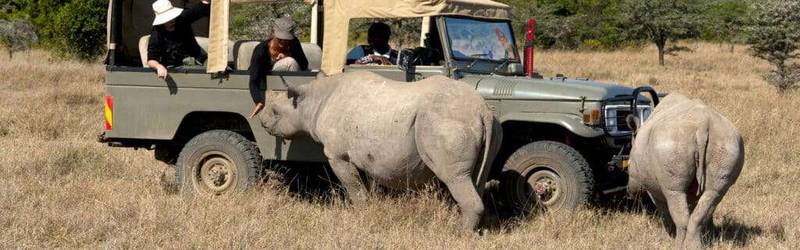 kenya wildlife safaris banner