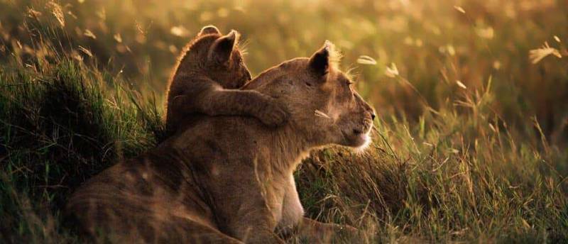 Nyerere & Mikumi Safari Tours