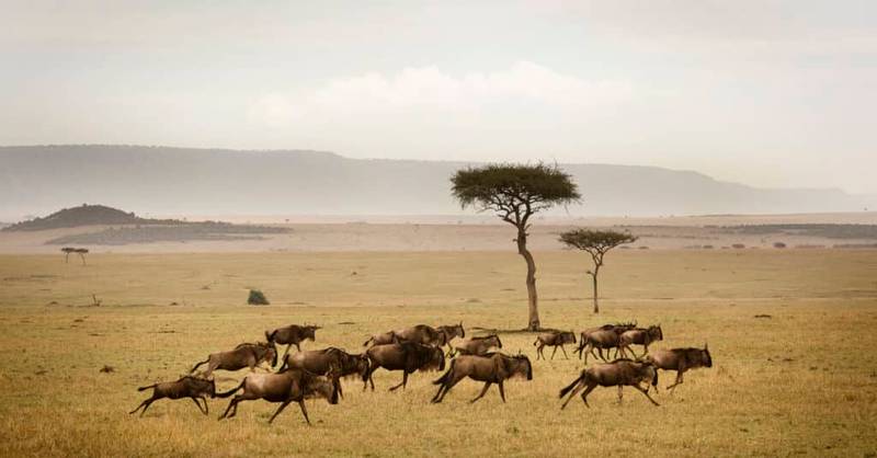 Best Time to Visit Serengeti (1)
