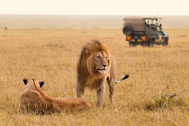 African lion couple and safari jeep in the Masai Mara in Kenya