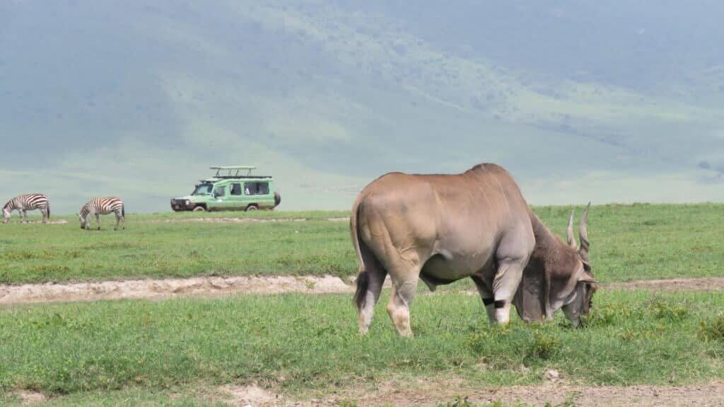 Ngorongoro Crater Game Drive