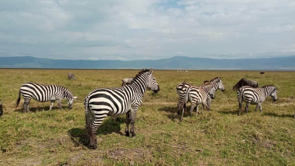 Zebra Ngorongoro Crater Zebra Ngorongoro Crater