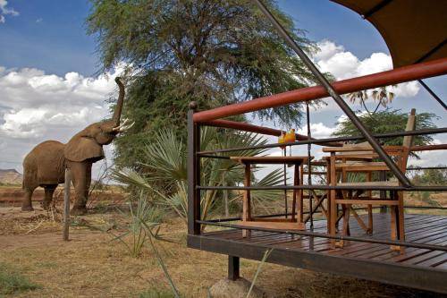 Ashnil Samburu Camp 8