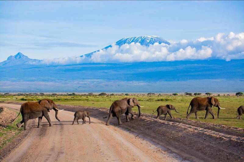 Elephants Crossing Amboseli National Park