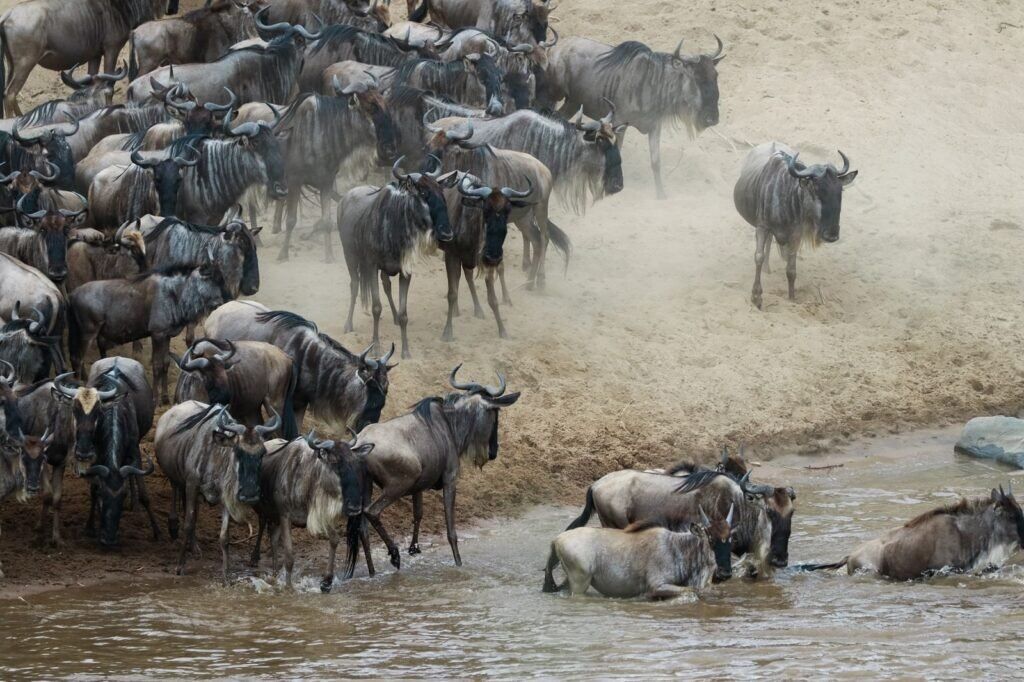 Great Wildebeest Migration Great Wildebeest Migration