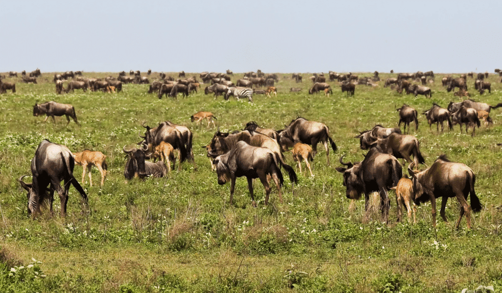 Ndutu Calving Season 2