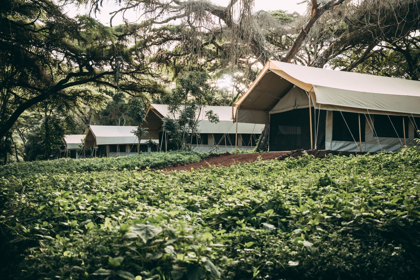 Ngorongoro Tortilis