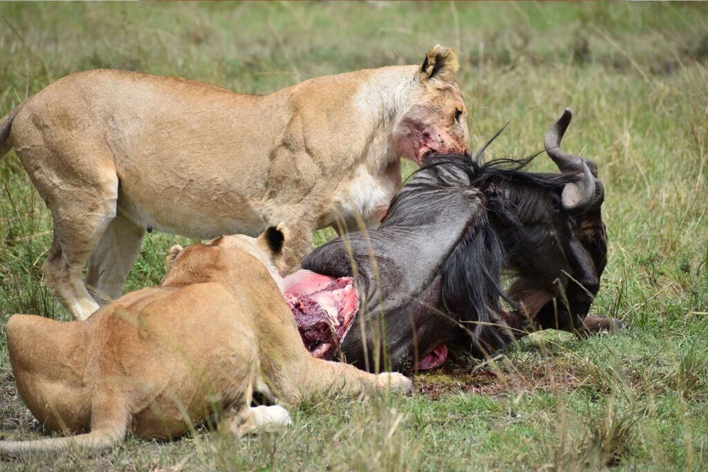 Wildlife in Masai Mara Wildlife in Masai Mara