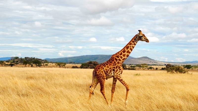 Kenya & Tanzania Combined Safari