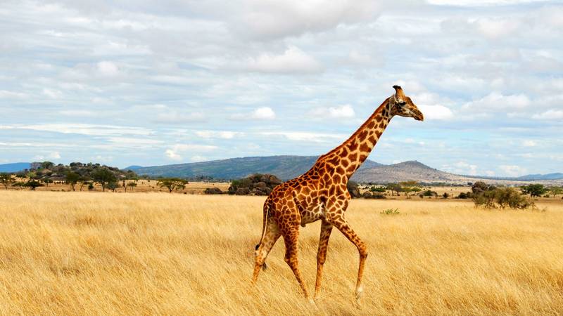 Kenya & Tanzania Combined Safari