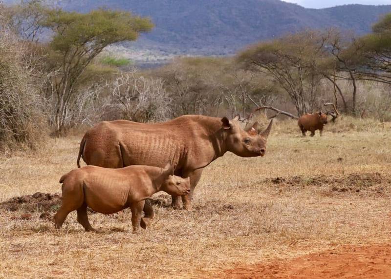Uganda Safari Tours