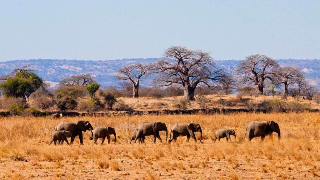 Tarangire National Park (2)