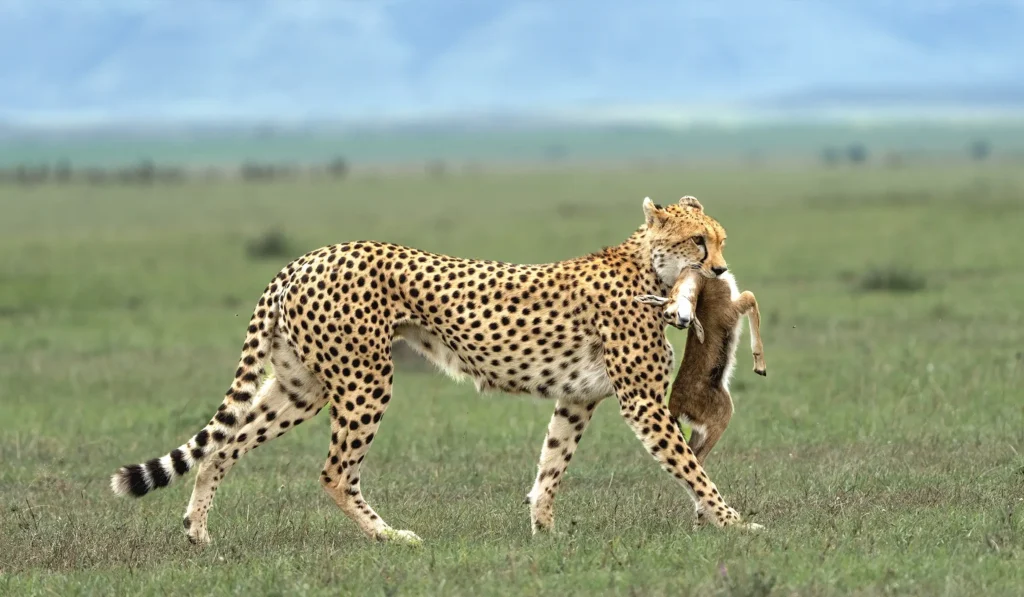 serengeti national parkk