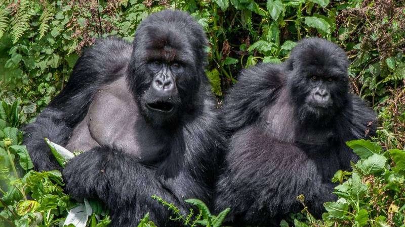 Magical Encounters with the Mountain Morillas of Bwindi Magical Encounters with the Mountain Morillas of Bwindi