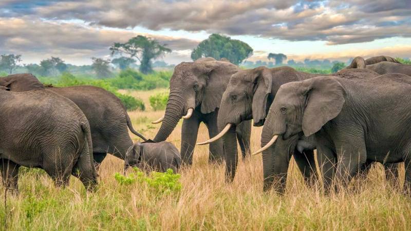 Uganda Elephant Herd Queen Elizabeth National Park Uganda Elephant Herd Queen Elizabeth National Park