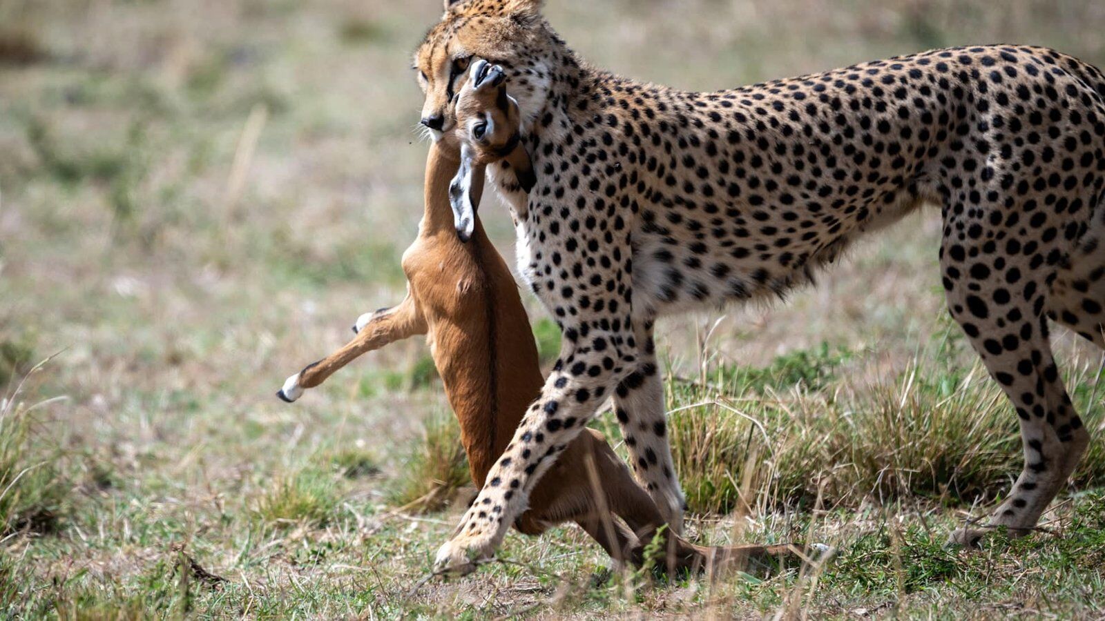 Discover the Essence of East Africa with African Diurnal Safaris