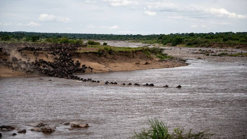 Wildebeests Crossing the Mara River