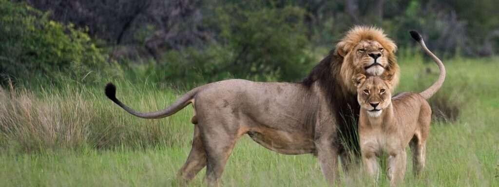 Lions In Kasenyi Plains 1600x600 1