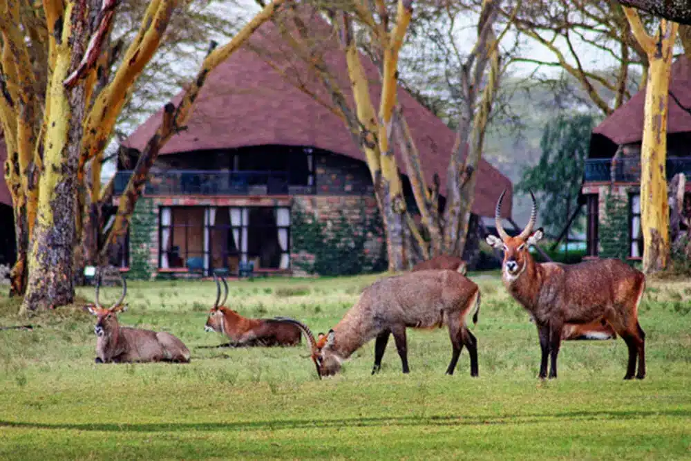 Lake Naivasha Sopa Resort 5