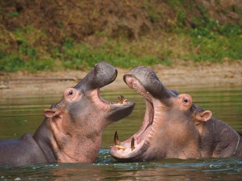Uganda Short Safari Lake Mburo