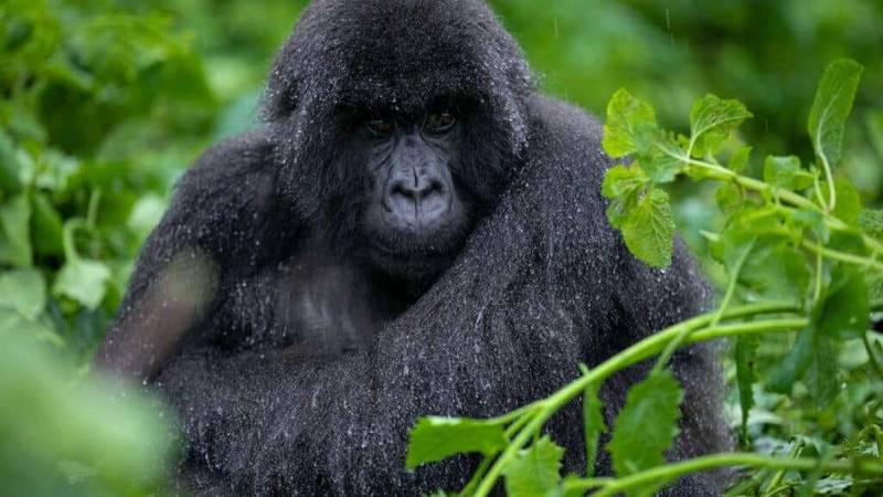 Rwanda Gorilla Trekking