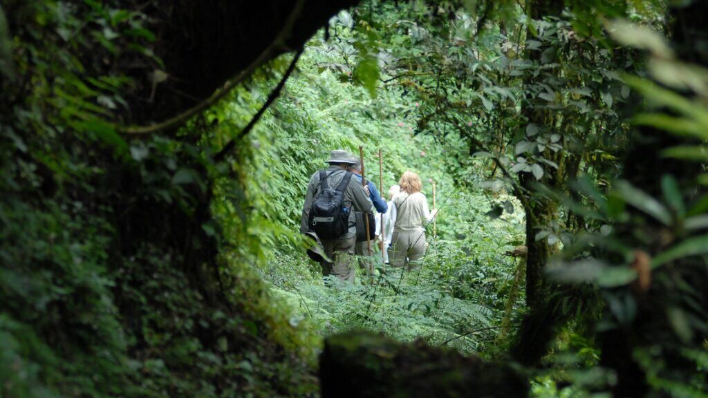 Uganda Luxury Safari Gorilla Trekking in Bwindi