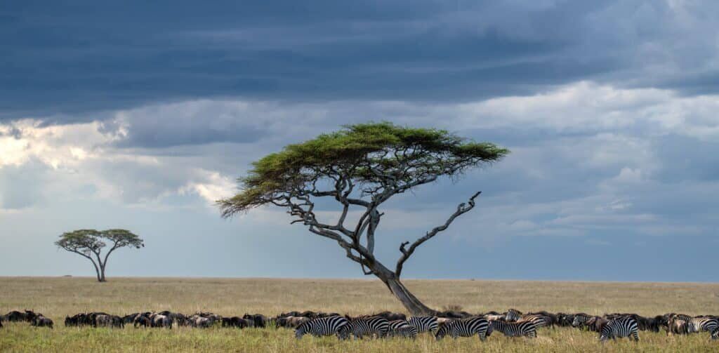 How to Choose the Right Kenya Safari for You 1