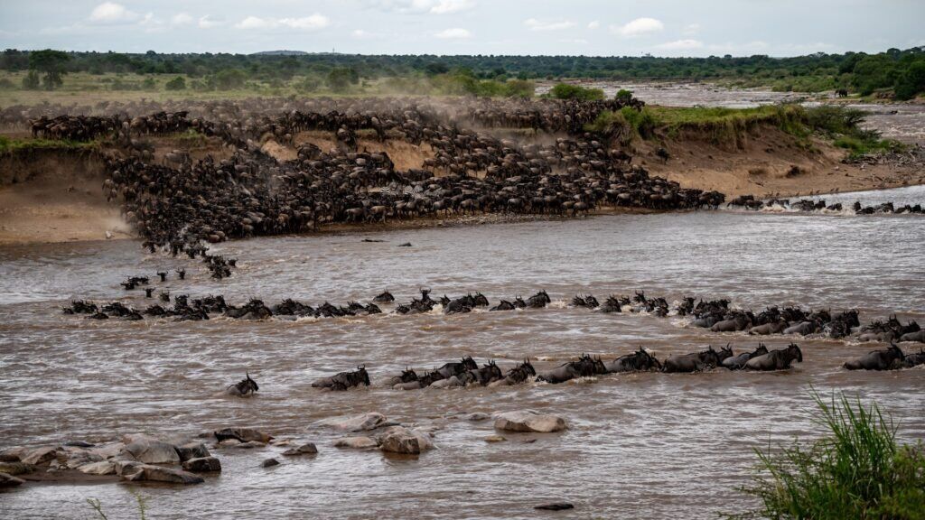 What to Expect on an African Safari Great Migration Mara River