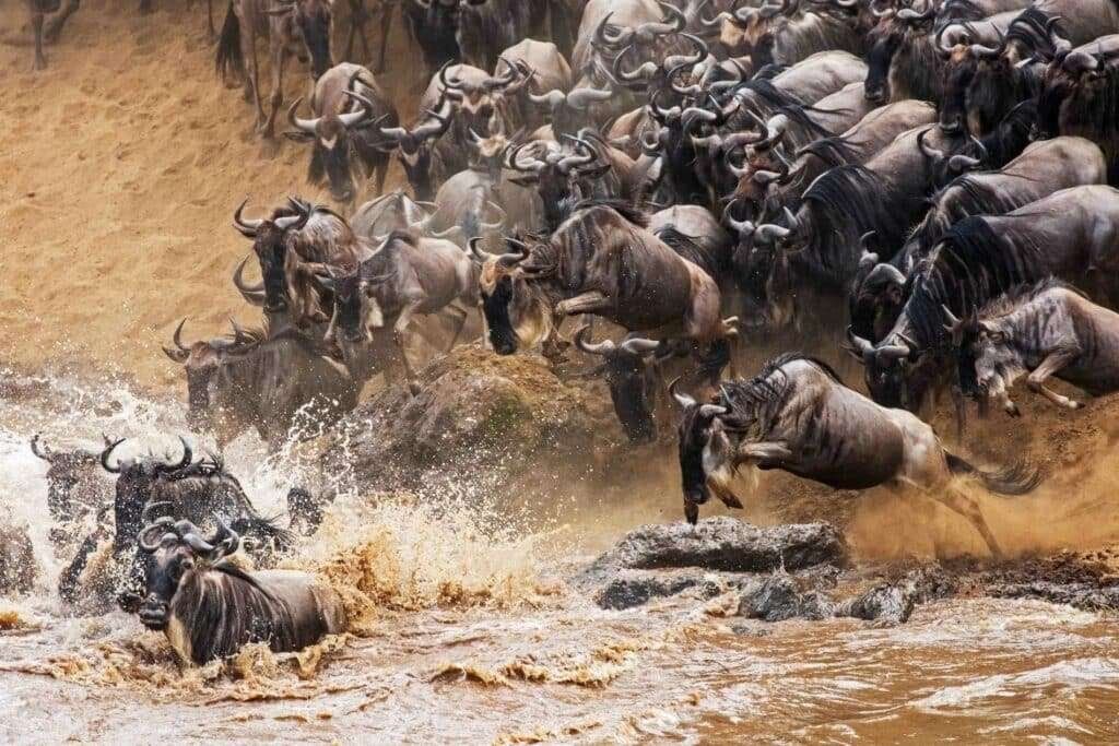 The Great Migration Mara River
