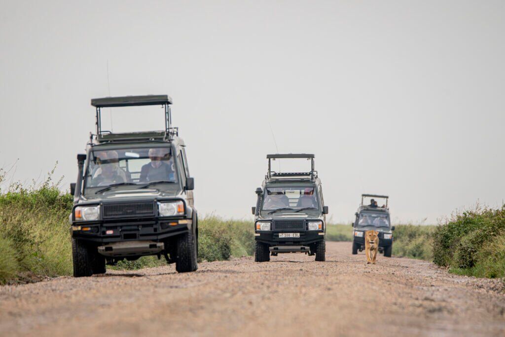 Safari Vehicle 8