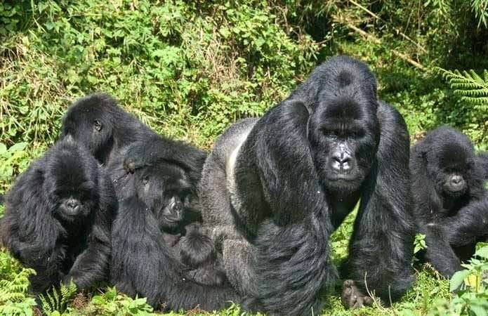 Bwindi Impenetrable Forest National Park 695x450 1