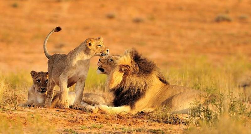 Tanzania Safari Cost