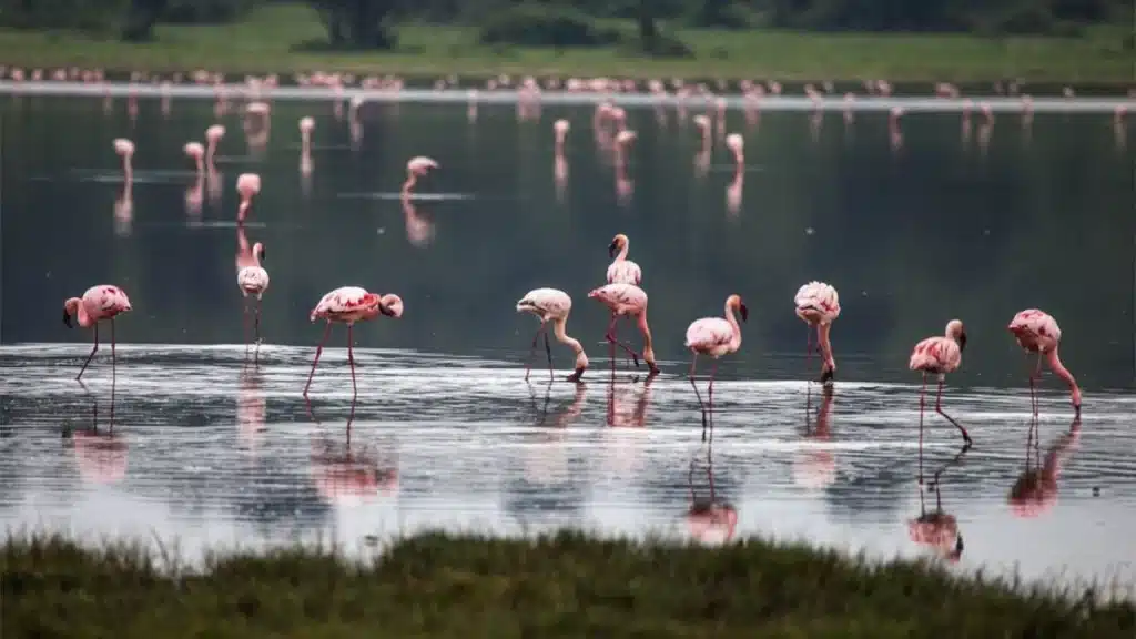Budget birding trips in Queen Elizabeth National Park 1200x675 1