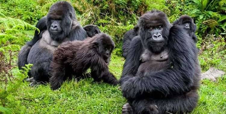 Gorilla Trekking in Ugandaa 750x379 1
