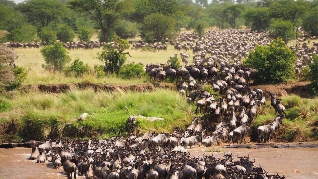Great Migration Mara River 2 Great Migration Mara River 6