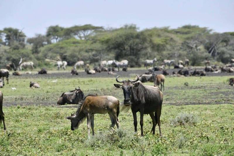 Great migration Calving Season