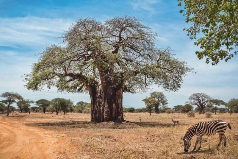 Tarangire National Park 4 Tanzania Family Safari Holidays