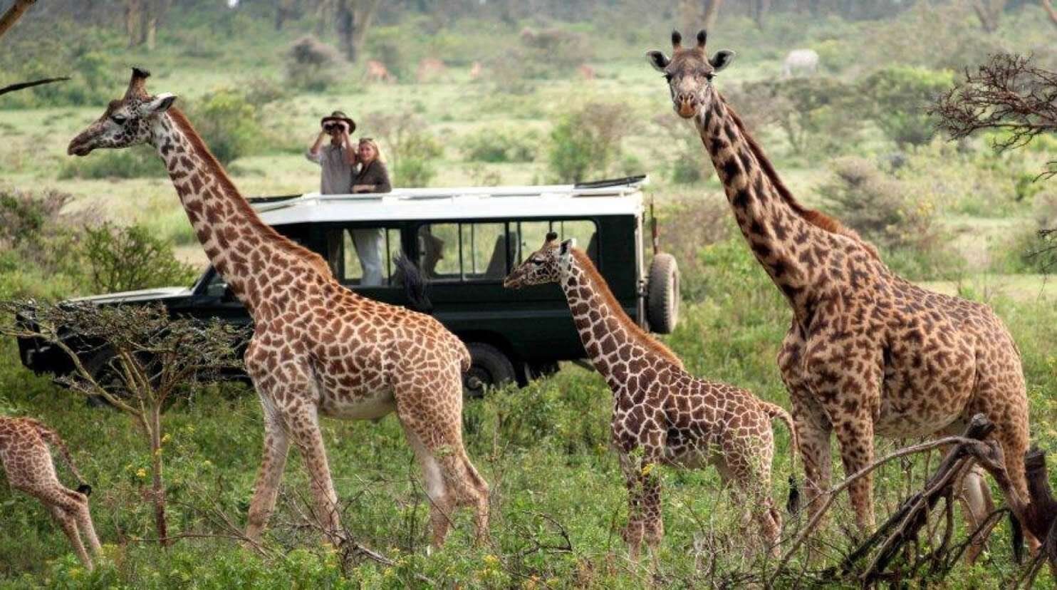 game drive in masai mara