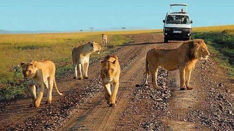 game drive in murchison falls park