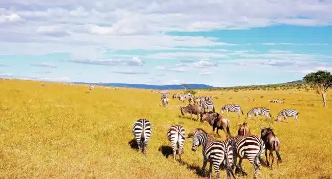 masai mara national Reserve game 648x350 1