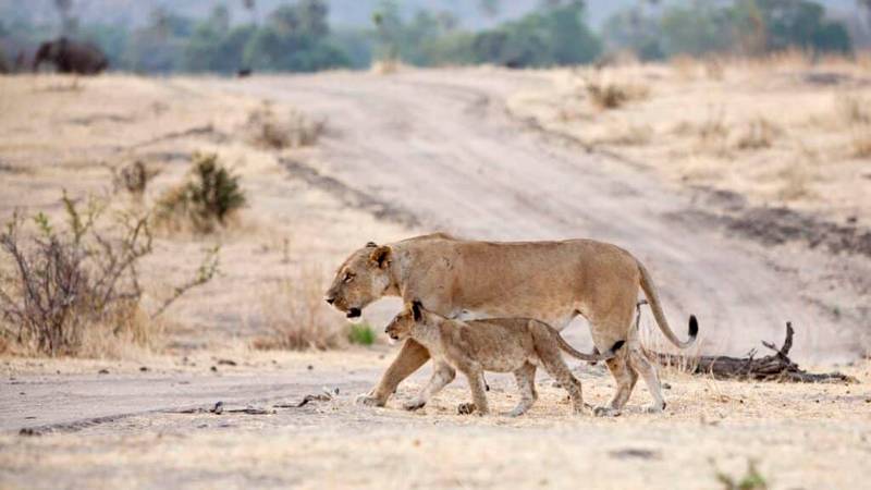 Lions in Ruaha National Park