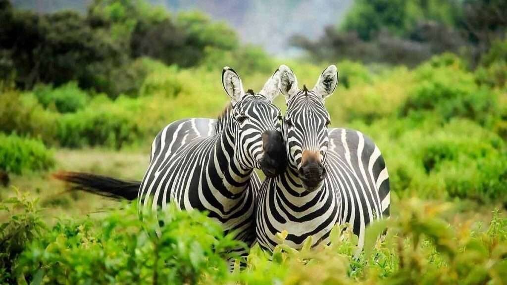 Lake Mburo National Park 4