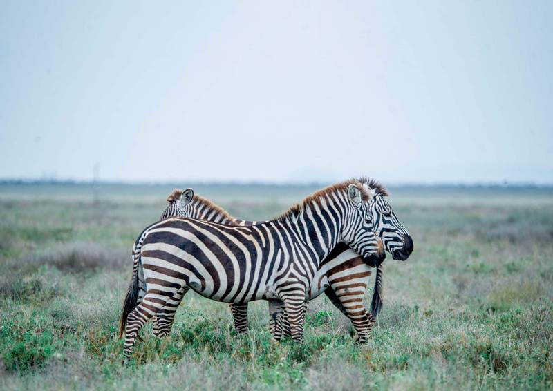 Tanzania Safari Worth the Cost