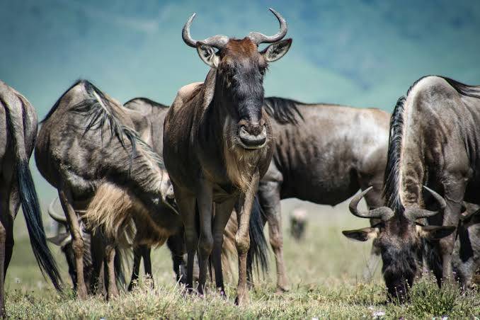 Northern Serengeti National Park