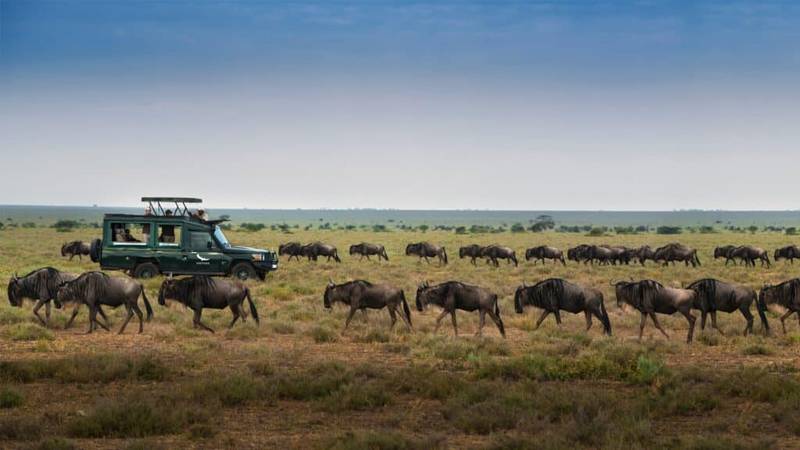 The Great Migration in Serengeti The Great Migration in Serengeti