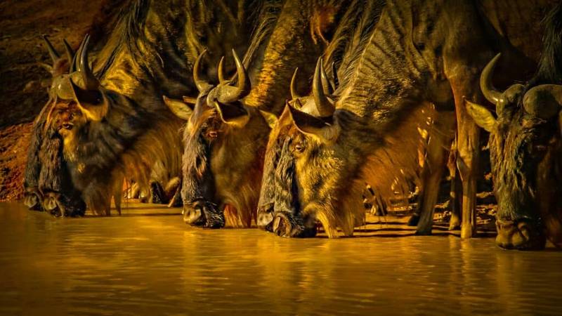 Wildebeest Drinking Water