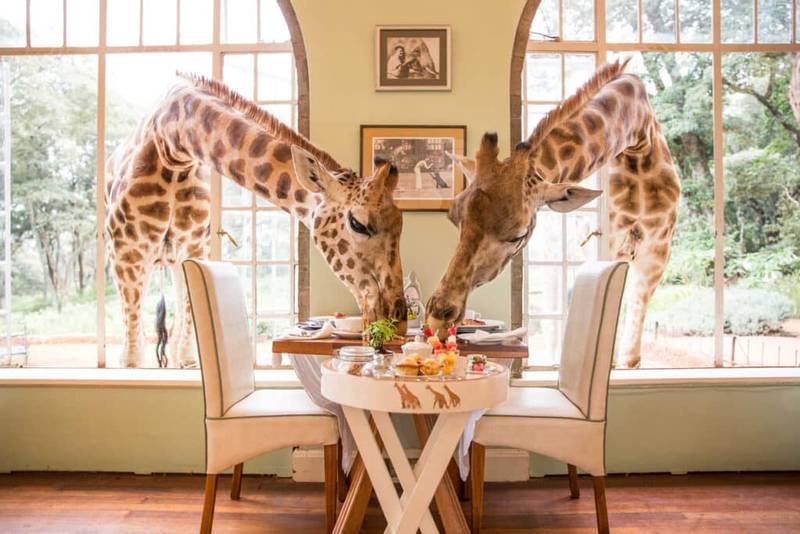 Giraffe Manor - Breakfast with Giiraffe