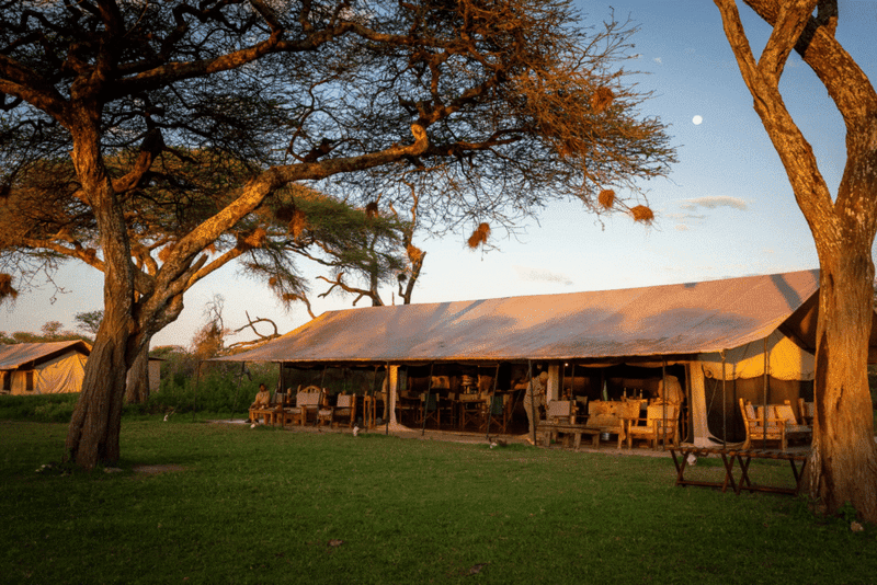 Gnu Ndutu Camp 2